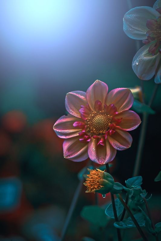 макро, macro, цветы, flowers Георгин фото превью