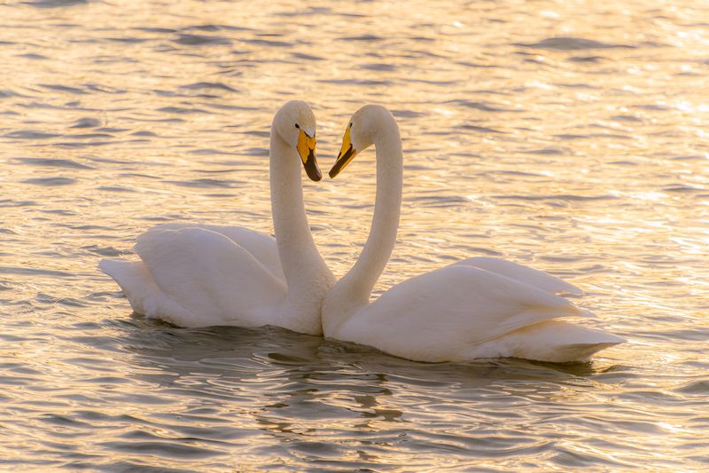 лебеди на бии Влюбленная парочка фото превью