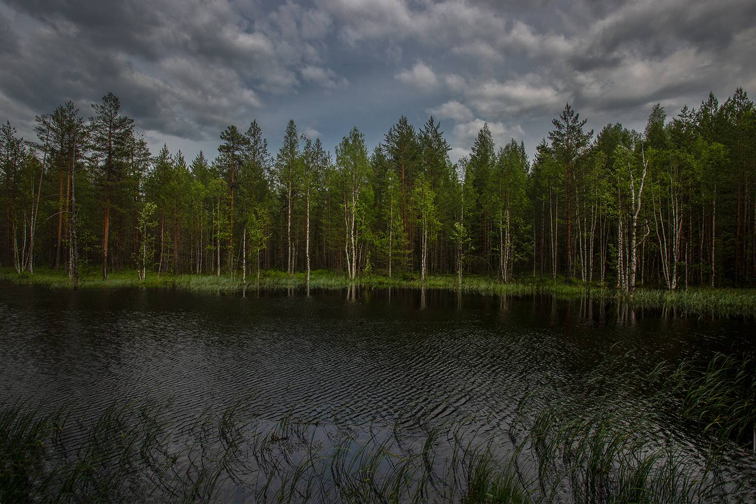 лес, озеро, Колтакова Наталия