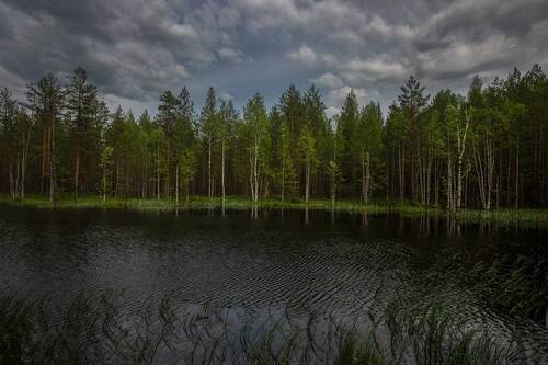 Лесное озеро