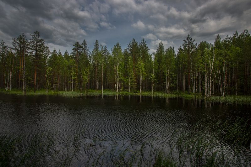 лес, озеро Лесное озеро фото превью