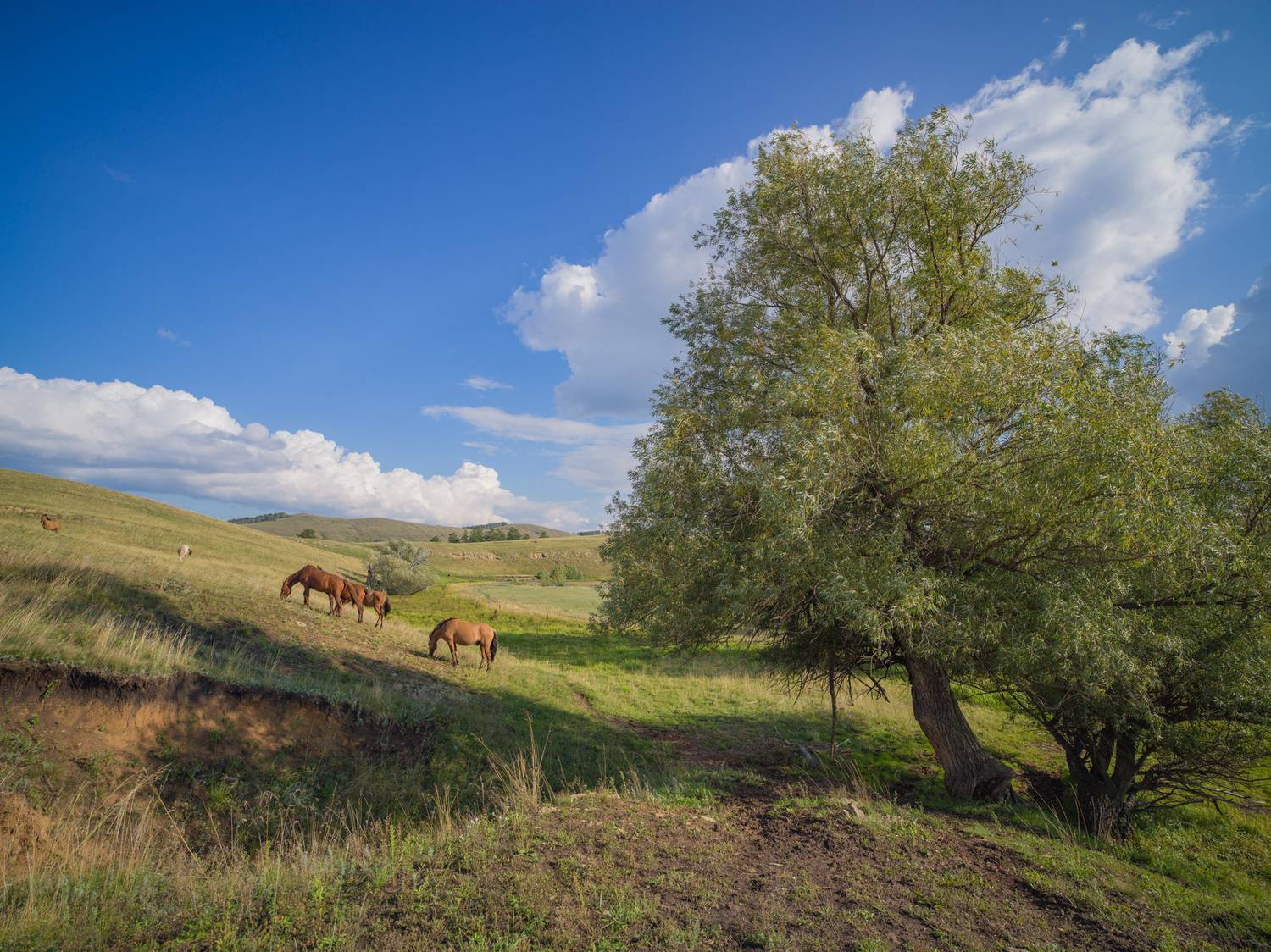, Шустиков Дмитрий