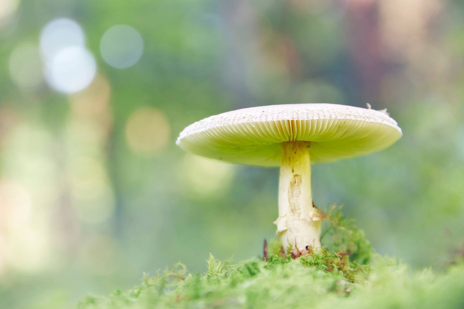 гриб, Валерий Вождаев