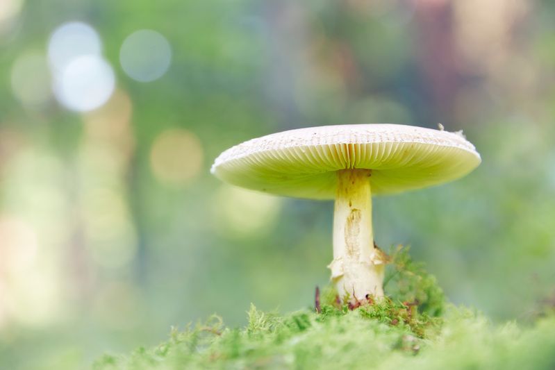 Грибок фото превью