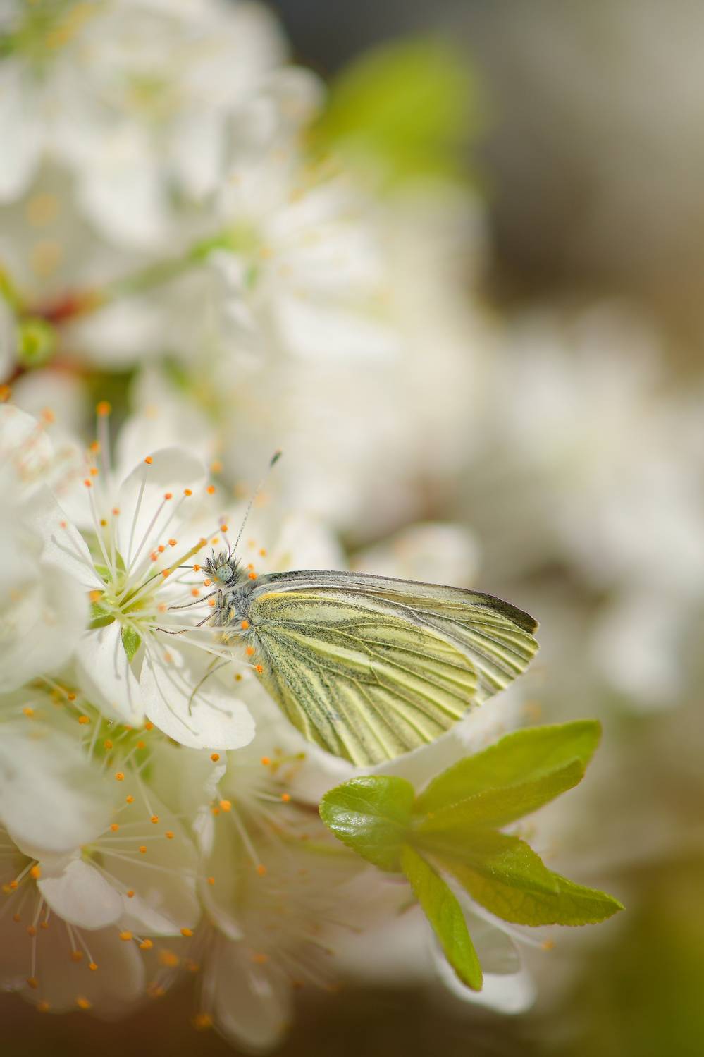 Брюквенница, бабочка, терновник, Соварцева Ксения