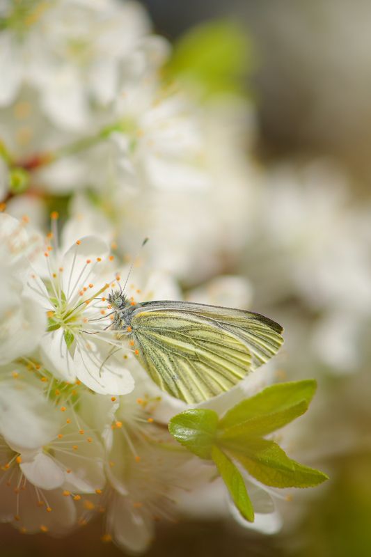 Брюквенница, бабочка, терновник Сладкий обед фото превью