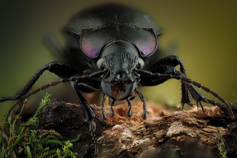 Жужелица. фото превью