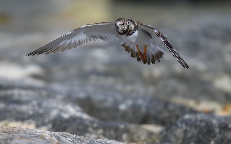 Ruddy turnstone фото превью