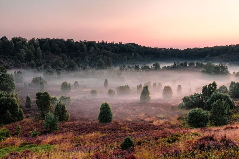 Lüneburg Heath, Germany фото превью