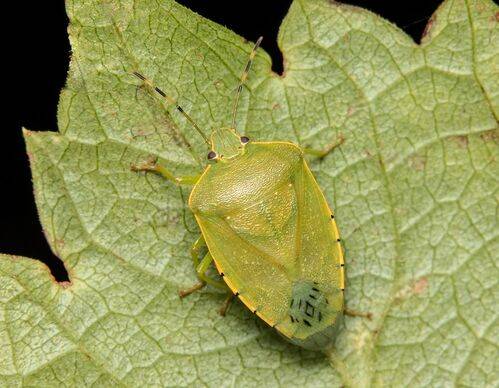 Chinavia hilaris (Green Stink bug)