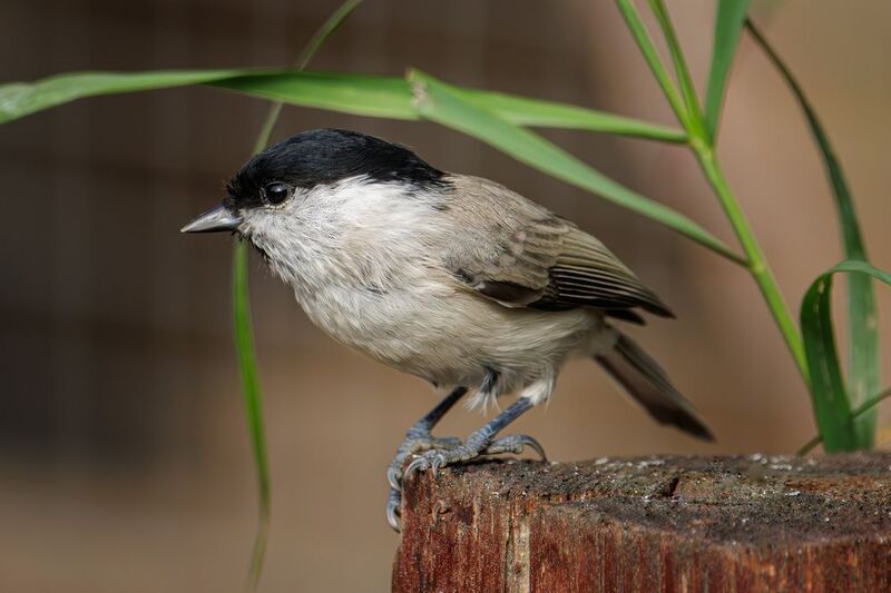 Пухляк фото превью