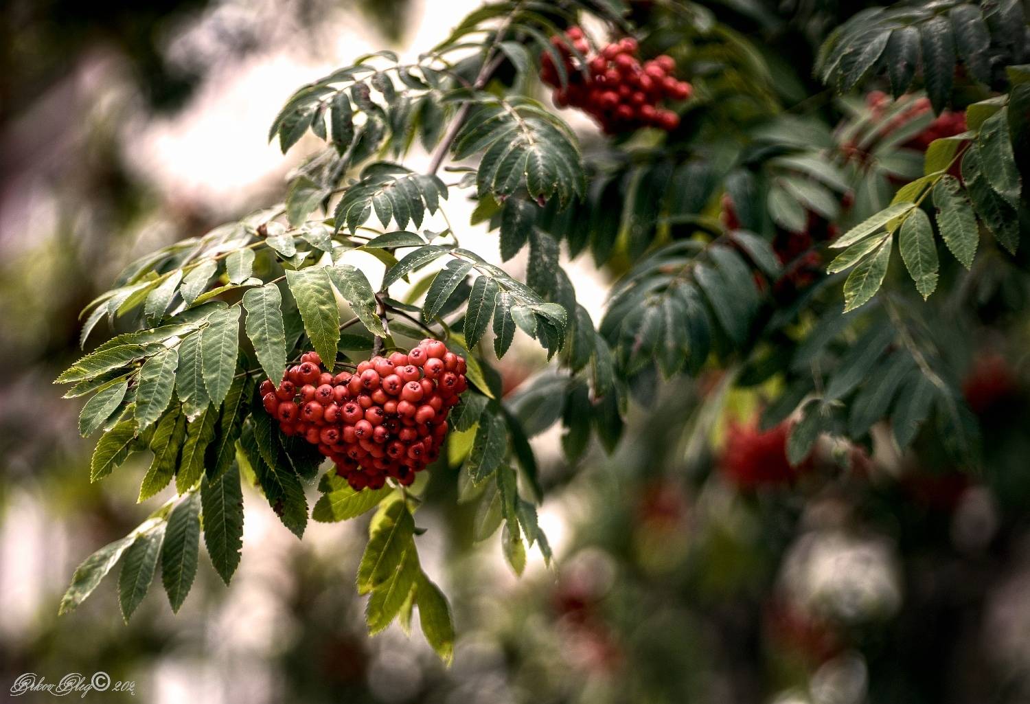 , Орлов Олег