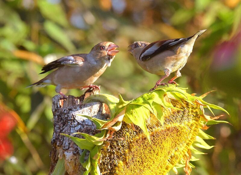 Стердаун или  дуэль взглядов. фото превью