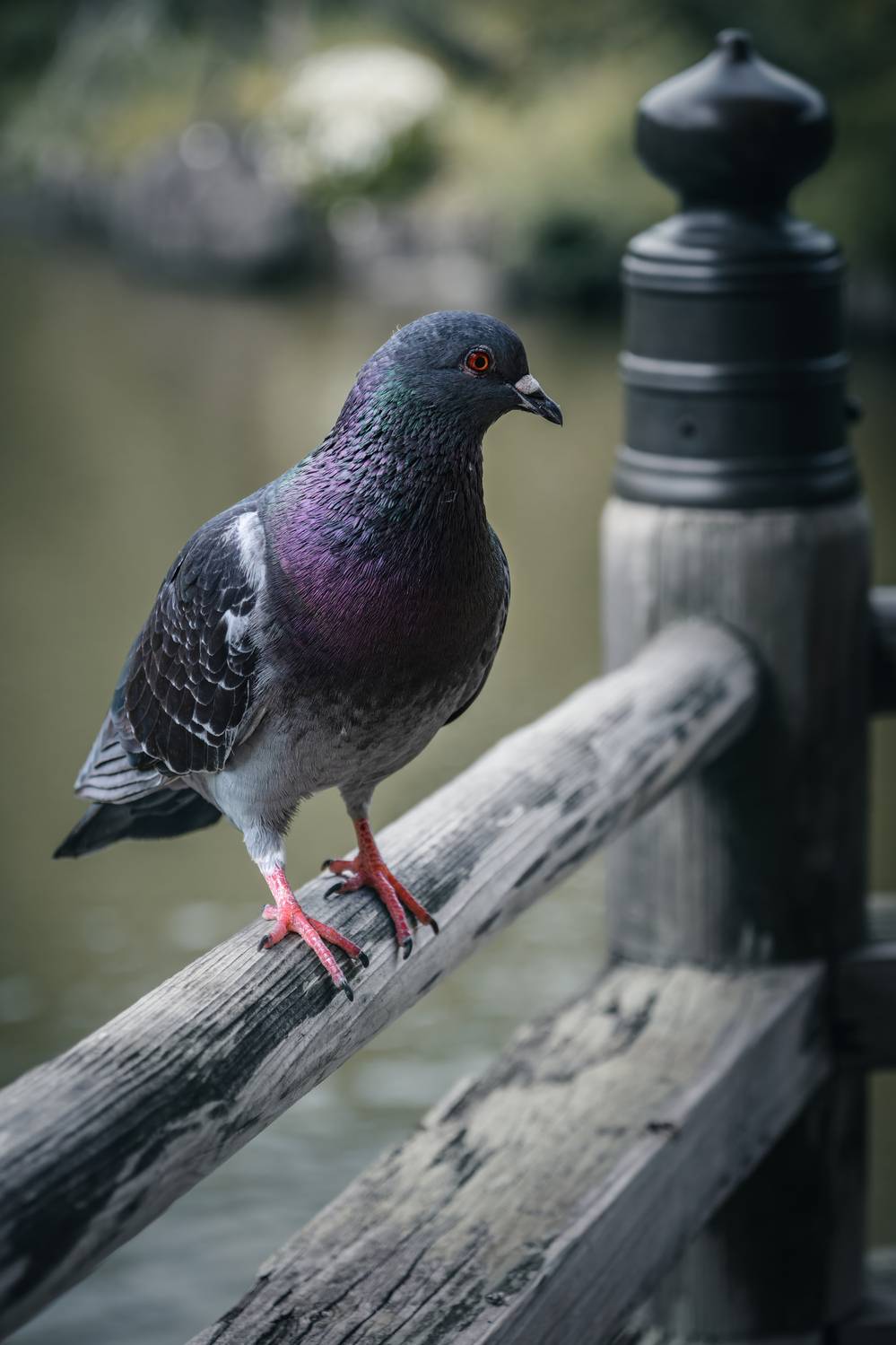 #Bird #Eye #Water #Beak #Plant #Stock dove #Rock dove #Feather #Wing #Tail, Shpek Andrey