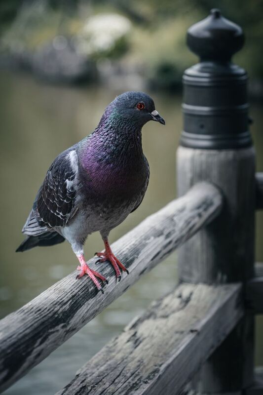 Just a pigeon фото превью