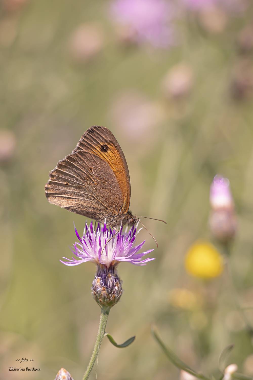 , Бурикова Екатерина