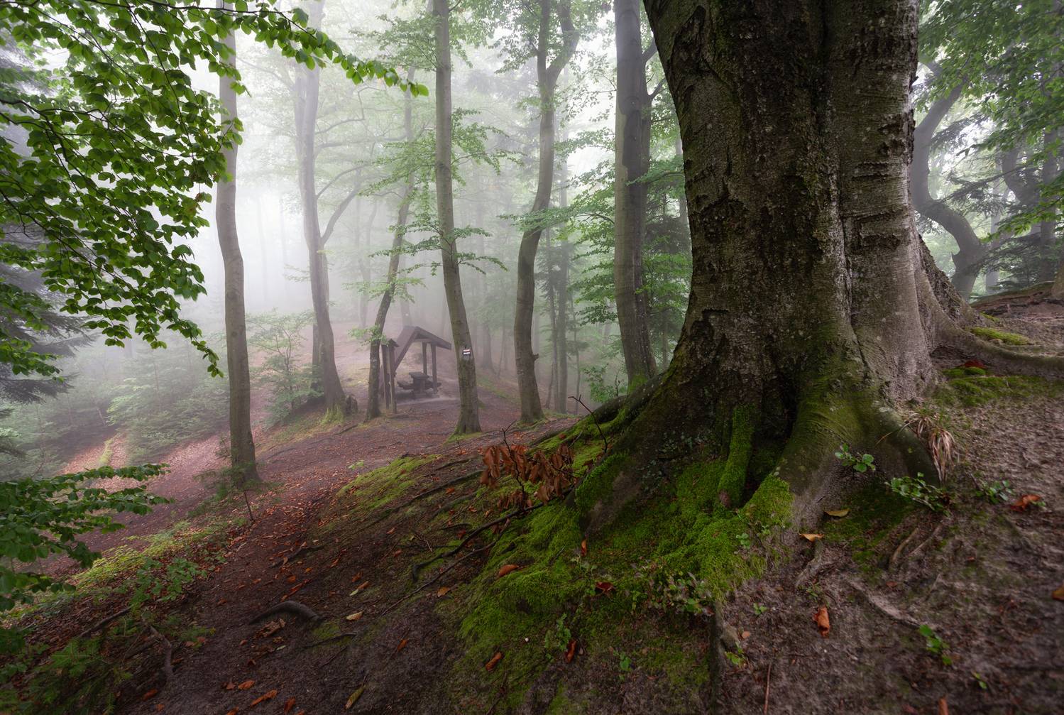 ,  Mirosław Pruchnicki