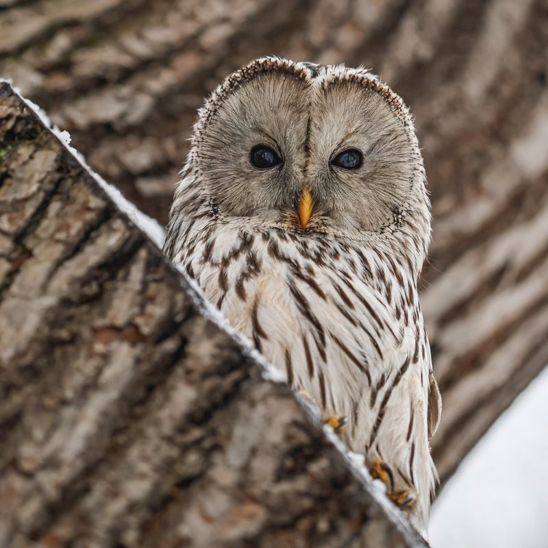 сова, уральская неясыть, птицы, неясыть, длиннохвостая неясыть  фото превью