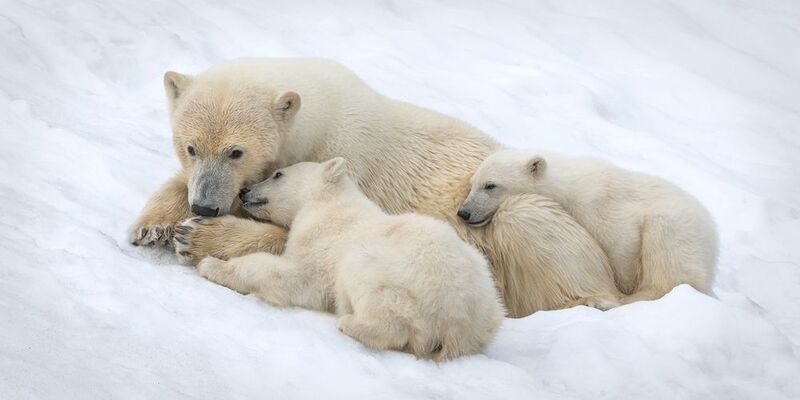 polar_bear, svalbard, polarbear, polarbears, polarbearsinternational, arcticwildlife, wildandfree, naturelovers, mikereyfman, worldphototravels Arctic Warmth фото превью