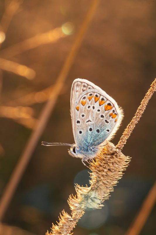 Polyommatus фото превью
