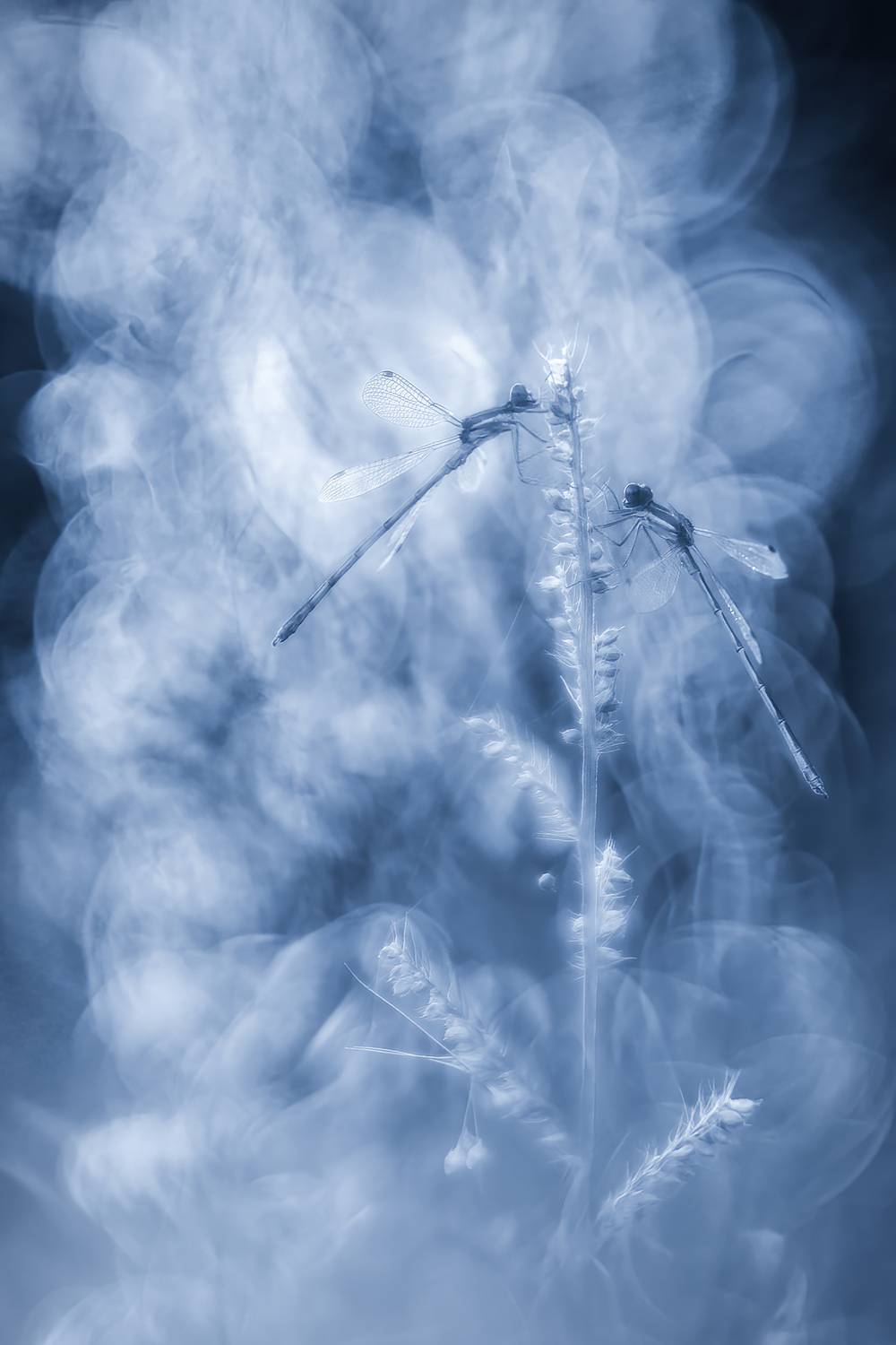 , Кузнецов Дмитрий