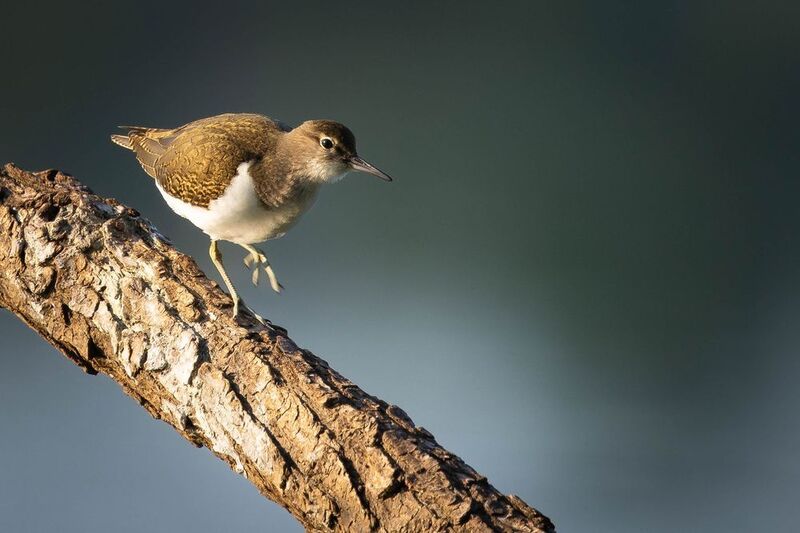 Tringa ochropus фото превью