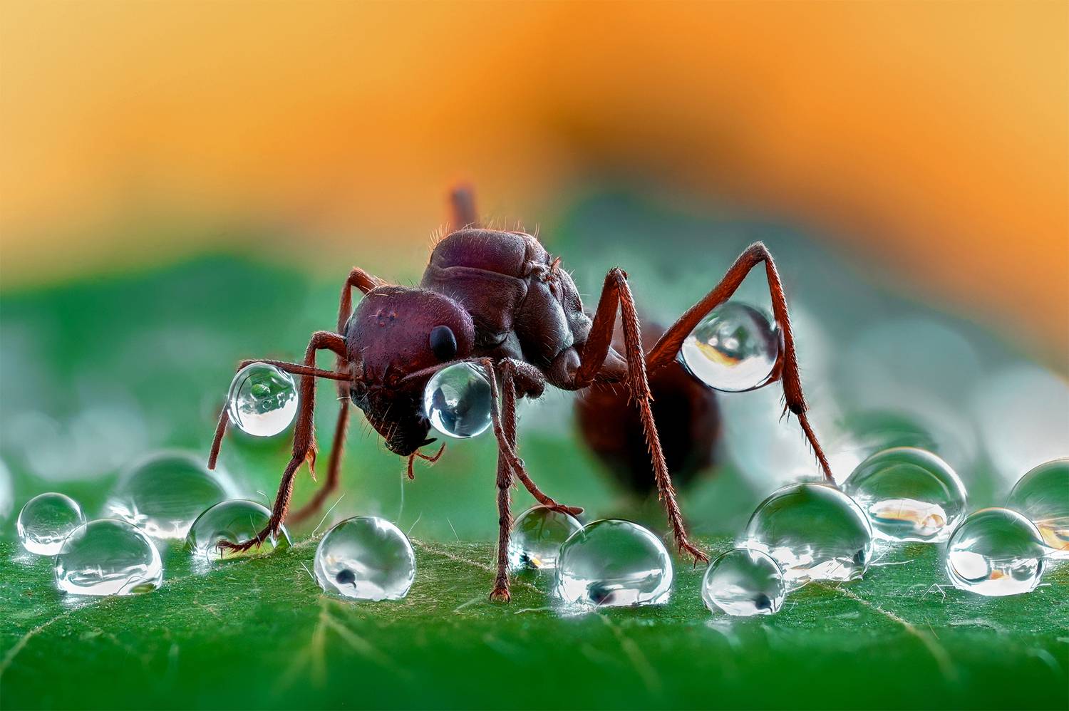 ceclii, macro, Tsvetan Ganev