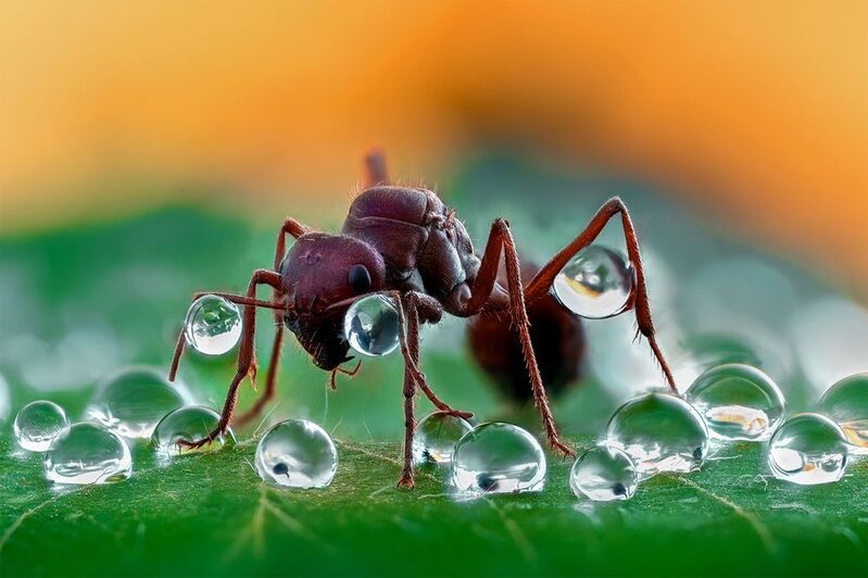 ceclii, macro  фото превью