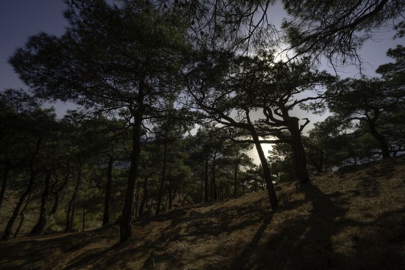 Россия, Крым, Севастополь, Большая Севастопольская Тропа, урочище Инжир В урочище Инжир на исходе дня фото превью