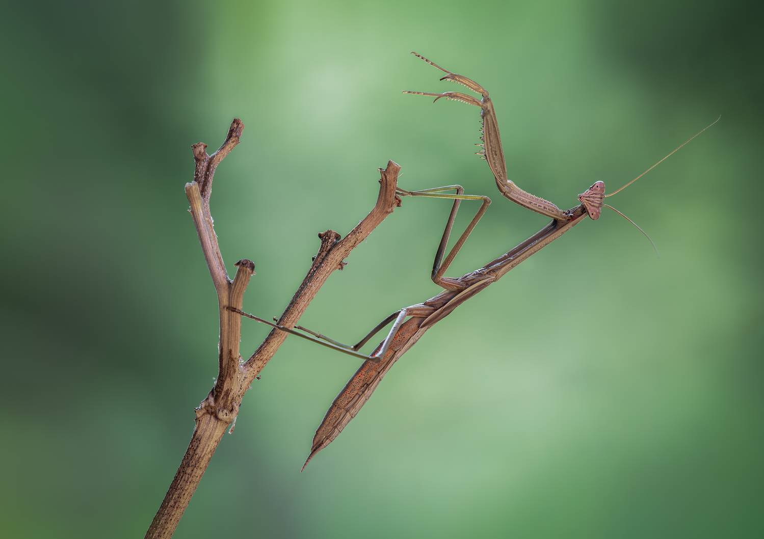 mantis, praying mantis, insect, bug, macro, branch, sunset, nature, wild, moody, dusk,, Atul Saluja