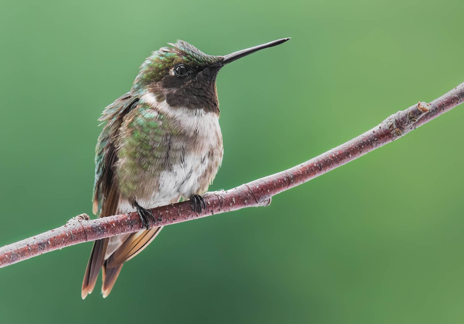 bird, humming, hummingbird, hummingbirds, hummer, rufous, nature, animals, wild, action, dynamic, Atul Saluja