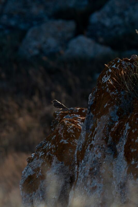 Anthus petrosus фото превью