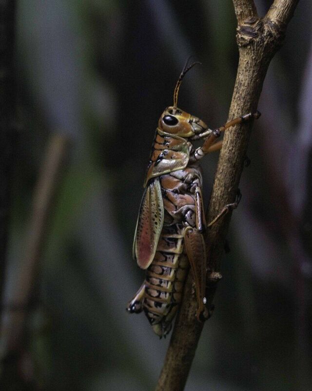 Grasshopper фото превью