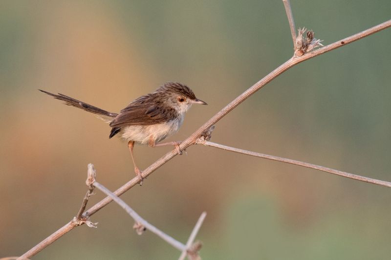 *Прогулка на рассвете фото превью