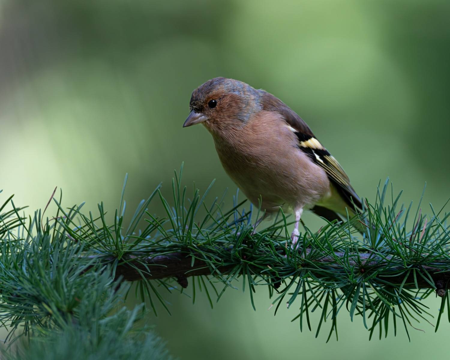 зяблик, птицы, Ruslan Pl