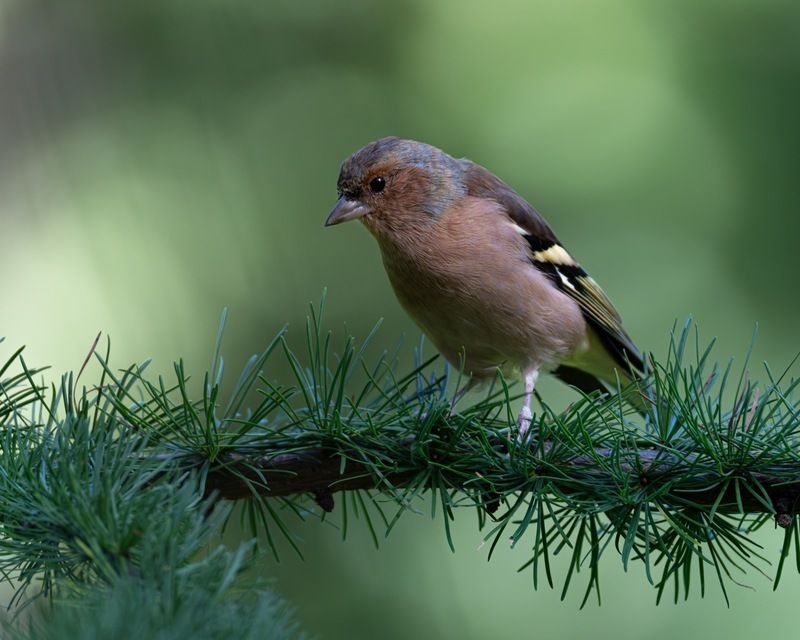 зяблик, птицы Зяблик фото превью
