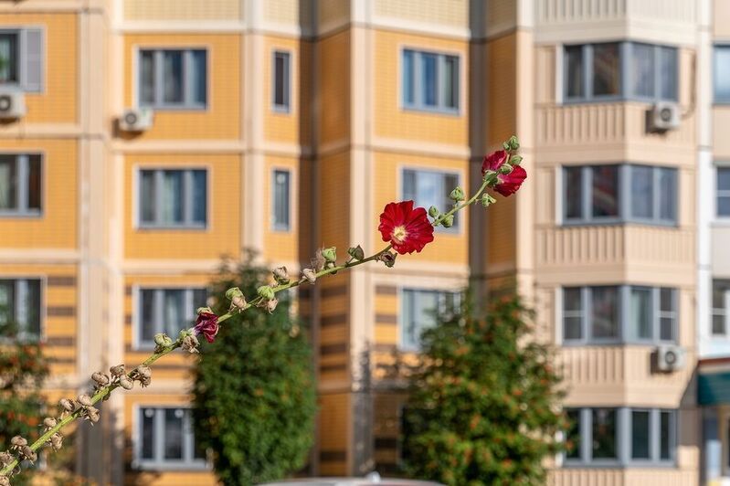Распустилась в сентябре фото превью