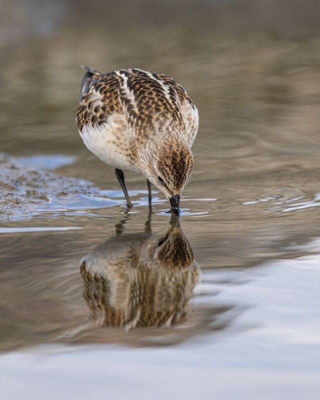 кулик-воробей, кулик, воробей, птицы, кулик воробей Кулик-воробей фото превью