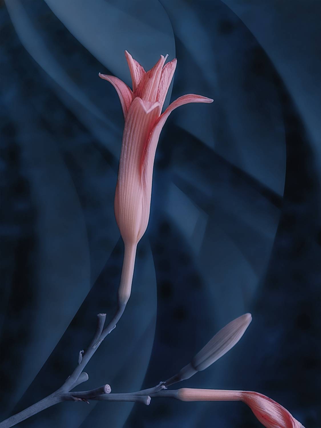 лилия, бутон, цветок, розовый, синий, Вера Ра