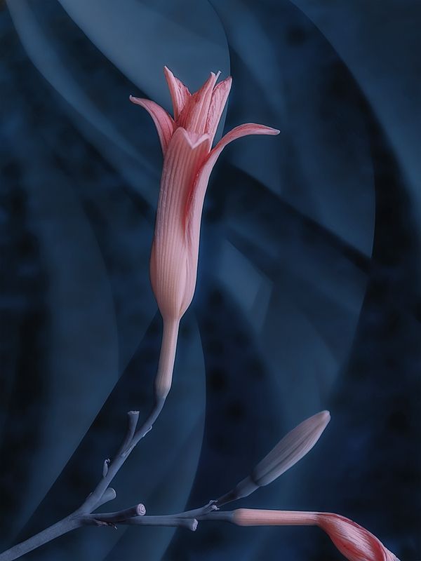 лилия, бутон, цветок, розовый, синий В нежно-розовом и синем фото превью