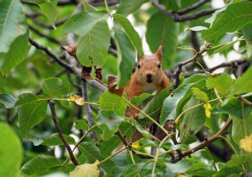 Сбор урожая грецких орехов