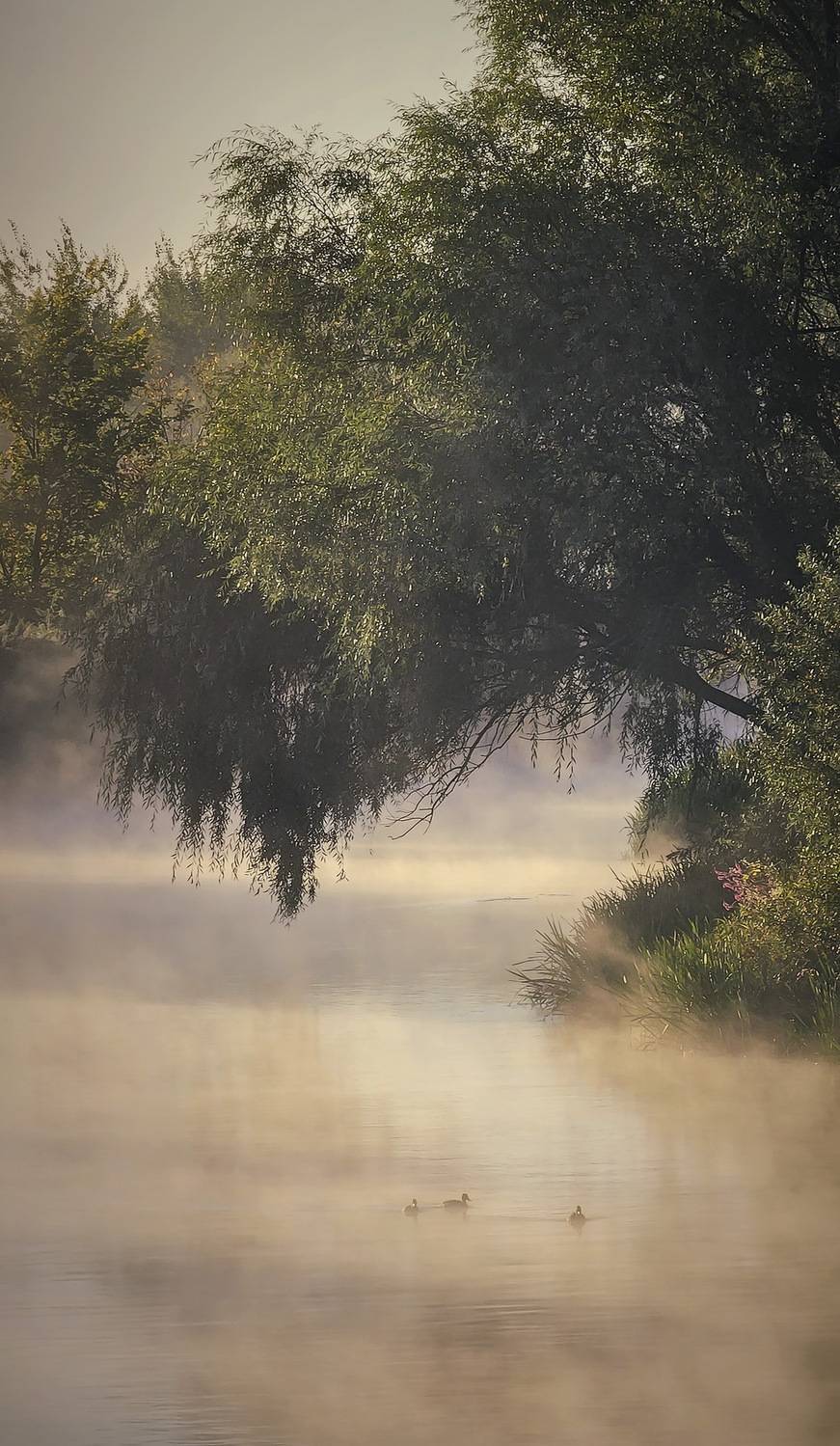 хопёр, ворона, река, утро, туман, Пирог Борис