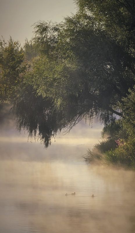 хопёр, ворона, река, утро, туман Ранним утром на реке... фото превью