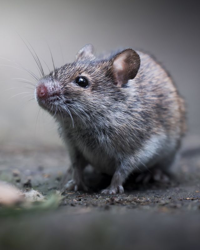 Полевая мышь (Apodemus agrarius)  фото превью