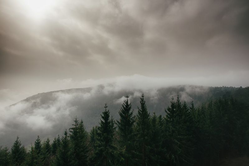 fog morning forest alone france lanscape land silent strasbourg Church otrott Mont-Sainte-Odile Land of Forests фото превью