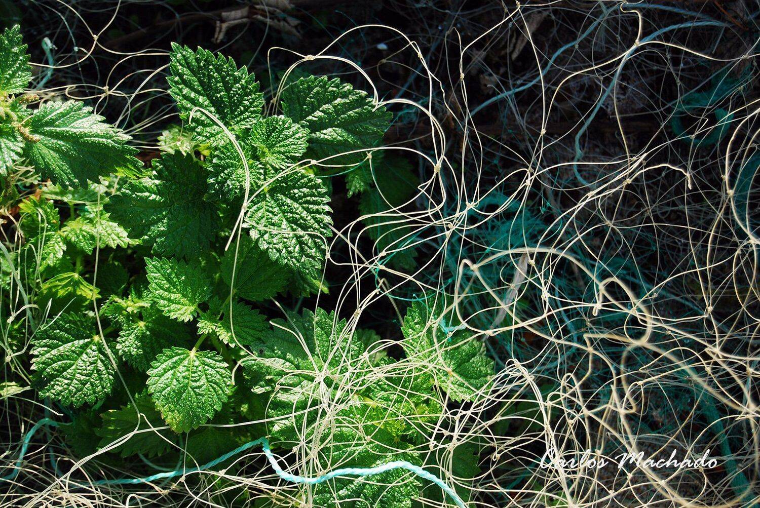 Macro, Travel, Other, Reportage, Still life,, Carlos Machado