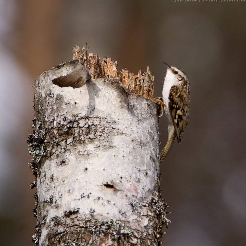 Пищуха, Алексей Лобанов
