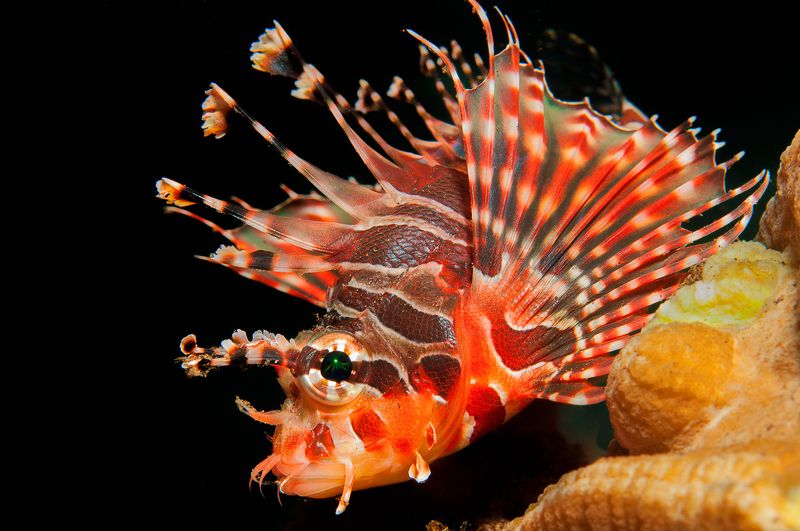 Lionfish фото превью