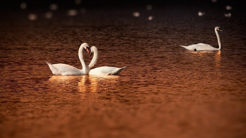 Третий лишний? фото превью