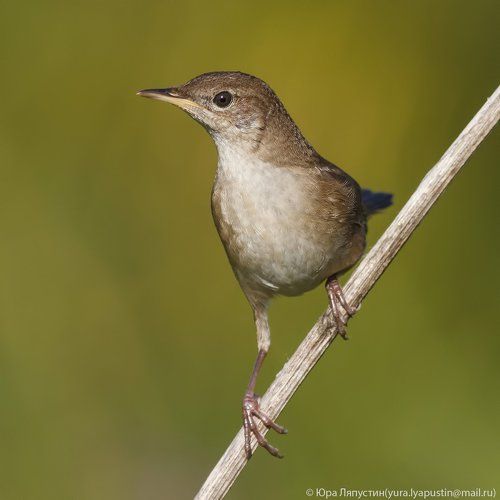 Savi's warbler.